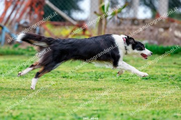 IMG_4040.jpg