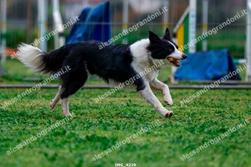 IMG_4229.jpg