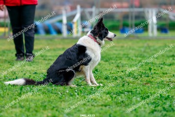 IMG_4323.jpg