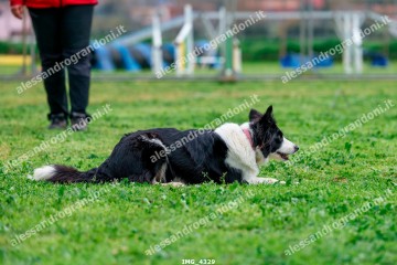 IMG_4329.jpg