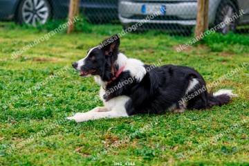 IMG_4343.jpg