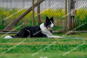 IMG_4550.jpg