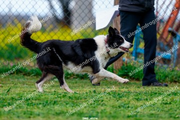IMG_4574.jpg