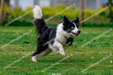 IMG_4594.jpg