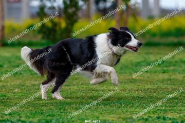 IMG_4603.jpg