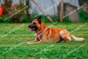 IMG_4679.jpg