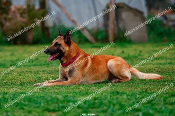IMG_4684.jpg