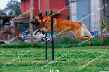 IMG_4706.jpg
