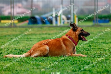 IMG_4827.jpg