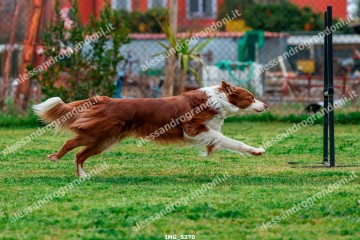 IMG_5270.jpg