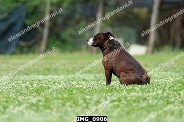 IMG_0906.jpg