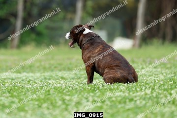 IMG_0915.jpg