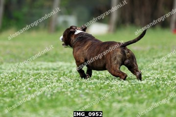 IMG_0952.jpg