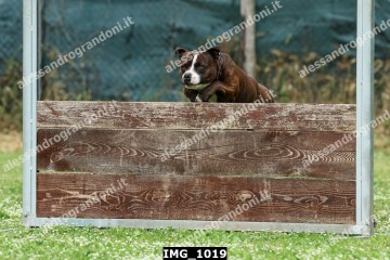 IMG_1019.jpg