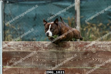 IMG_1021.jpg