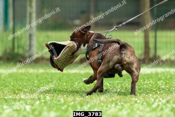 IMG_3783.jpg