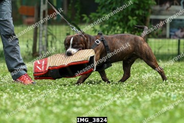 IMG_3824.jpg