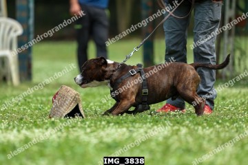 IMG_3838.jpg