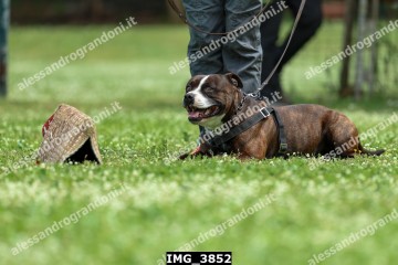 IMG_3852.jpg
