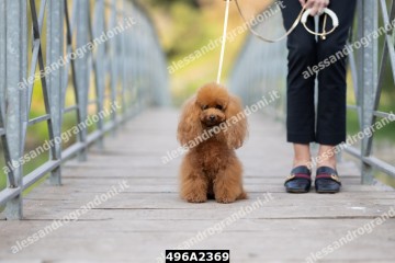 496A2369.jpg