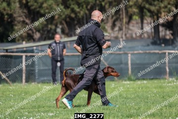 IMG_2277.jpg
