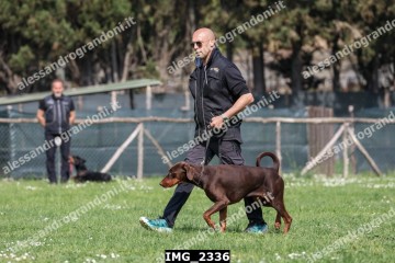 IMG_2336.jpg