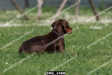 IMG_2488.jpg