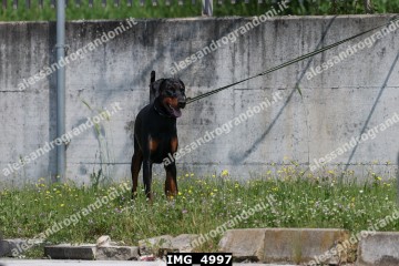 IMG_4997.jpg