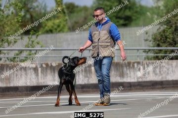 IMG_5275.jpg