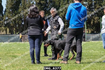 IMG_6377.jpg