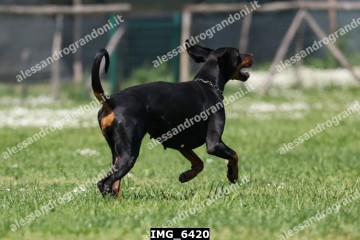 IMG_6420.jpg