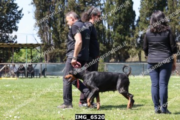 IMG_6520.jpg