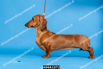 496A1072.jpg