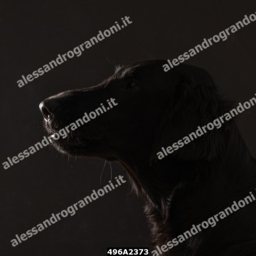 496A2373.jpg