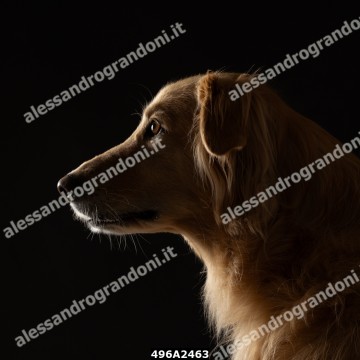 496A2463.jpg