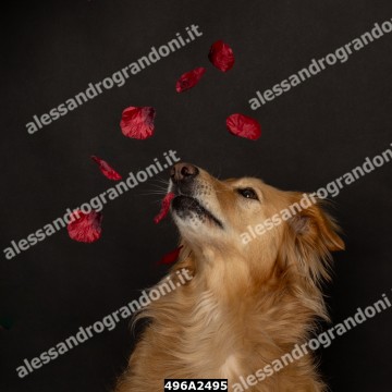 496A2495.jpg