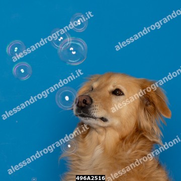 496A2516.jpg