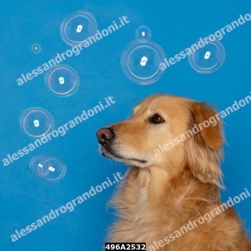 496A2532.jpg