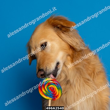 496A2540.jpg