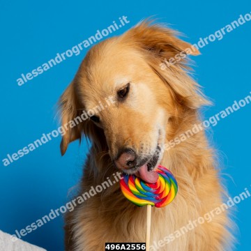 496A2556.jpg