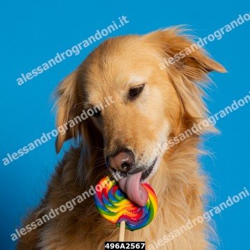 496A2567.jpg