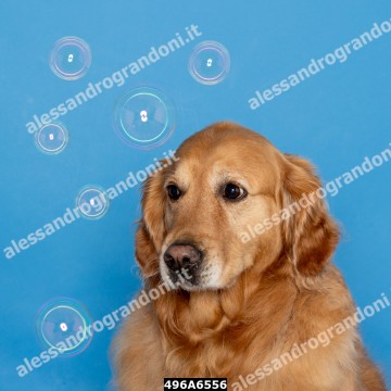 496A6556.jpg