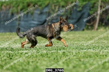 IMG_3760.jpg