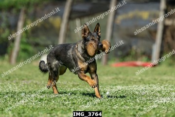 IMG_3764.jpg