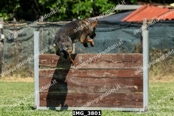 IMG_3801.jpg