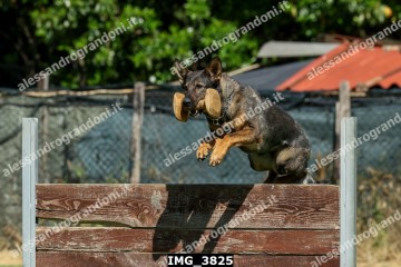 IMG_3825.jpg