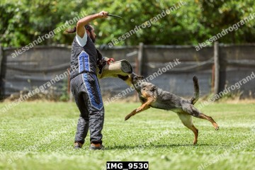 IMG_9530.jpg