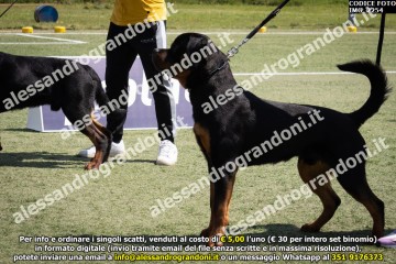 IMG_2254.jpg