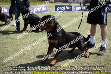 IMG_2264.jpg