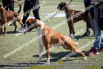IMG_2334.jpg